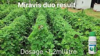 Miravis duo result in Gourds பந்தல் [upl. by Merrick]