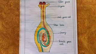 How to draw germination of pollen on stigma [upl. by Buckler]