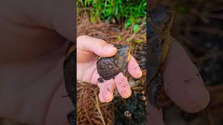 Cleaning out in the yard today and I found this lil dude hiding under a broken pot shard [upl. by Wakefield932]