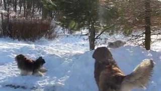 Leonbergers and border collie 9 weeks [upl. by Jewelle]