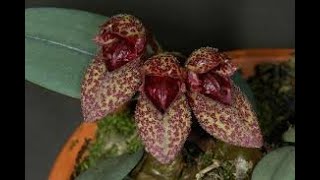 Bulbophyllum frostii расцвел🤗 [upl. by Sielen]