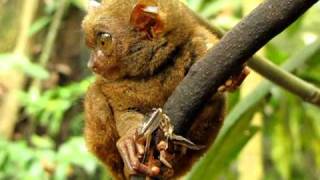 Expressive Tarsier [upl. by Umberto]