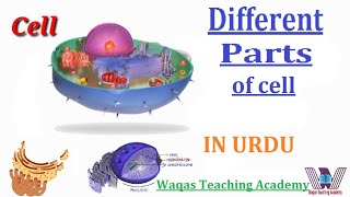 Cell Structure Organelles Functions in Urdu Hindi By Waqas Teaching Academy [upl. by Rockie384]