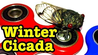 Mystery Winter Cicada Crazy Nature Or Climate Change [upl. by Anemaj]