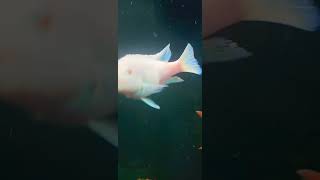 SNOW WHITE ALBINO FISH love fishbeautiful africancichlids mattyfish33 [upl. by Atiuqrahc]