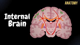 Internal Cerebrum Association Commissural Projection Fibers Basal Ganglion [upl. by Muraida]