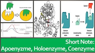 Apoenzyme Cofactors Coenzymes and Holoenzymes quotShort Note  2minsquot [upl. by Phaedra]