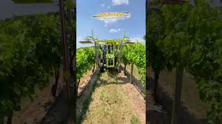 Trimming Grapevines with a Collard Trimmer and John Deere 4066R Tractor farming farmequipment [upl. by Rangel303]