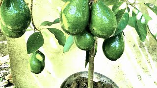 YA NO ESPERES AÑOS PARA TENER AGUACATE CON FRUTOS EN MACETA [upl. by Nolubez]