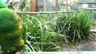 Hilarious Funny scaly breasted Lorikeets Australia [upl. by Nicolina887]