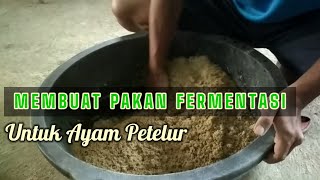 Cara membuat pakan fermentasi untuk ayam petelur anda [upl. by Yasnil]