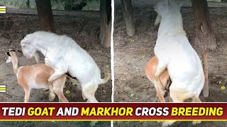 Tedi Goat Pregnant with Markhor  Rare Hybrid Goat Pregnancy Explained [upl. by Ramad]