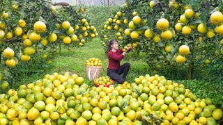 Harvesting Orange Goes To Market Sell  Build a large luffa trellis  Nhất My Bushcraft [upl. by Rebecca51]