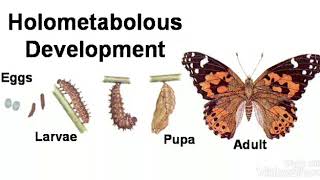 Metamorphosisholometabolous development [upl. by Ayotnahs]