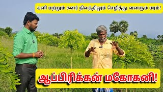 ஆப்பிரிக்க மகோகனி களி நிலத்திலும் செழித்து வளரும் மரம்  African Khaya Mahogany  PASUMAI BHARATHAM [upl. by Roswell]