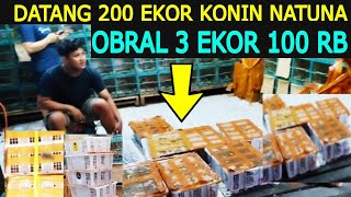 BARU DATANG 200 EKOR KONIN ORI NATUNA  100 RB 3 EKOR  KIOS SENDI PASAR BURUNG PRAMUKA HARI INI [upl. by Hafeenah]