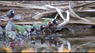 Australian Birds Birding Northern Territory Part 4 Katherine to Kununurra by Alana and Greg Dare [upl. by Sasnak570]