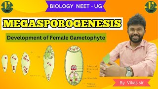 MEGASPOROGENESIS Development of Female Gametophyte Biology NEET  UG BY Vikas sir [upl. by Nishom]