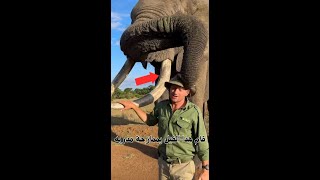 shorts فيل يأخذ قبعة مدربة ولا يرجعها الا 🐘 [upl. by Einnoc491]