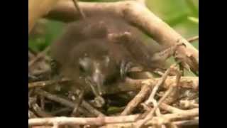 Hoatzin claws [upl. by Wilfrid802]