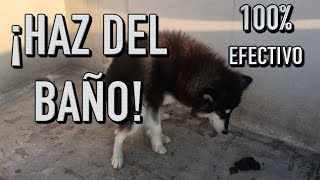 como entrenar UN PERRO a IR AL BAÑO donde quieras  MartGon [upl. by Vi]