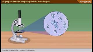 Scienze1osservazione al microscopio ottico delle cellule della mucosa boccale [upl. by Kristianson]