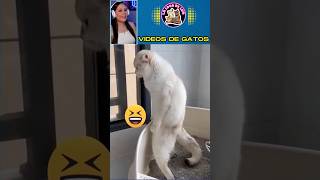 TOP 10 VIDEOS DE GATOS 😺Y ANIMALES 🐾 GRACIOSOS cat funny animalesgraciosos shorts gatos video [upl. by Kitarp592]