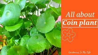 Coin plantPennywort plantChinese Money plantHydrocotyle vulgaris care amp propagation [upl. by Enialedam]