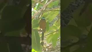 Motmot bird motmot nature birds crimelab357 [upl. by Lladnik]