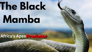 Black Mamba Deadly Facts amp Tips for encounters with the deadliest snake in the world [upl. by Marduk]