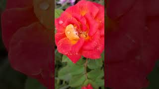 Mini Rosa nature flute Roses Rose rosado バラ rosa flowers fluer flor flores garden розы [upl. by Llen]