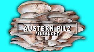 Austernpilze züchten und Vermehren auf Stroh  Pilzzucht zu Hause [upl. by Nlocnil]