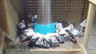 Pigeon Automatic digital feeder  C Amir Pakroo Made in New Zeland [upl. by Michiko296]