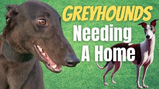 6 Greyhounds looking for a home [upl. by Rivy]