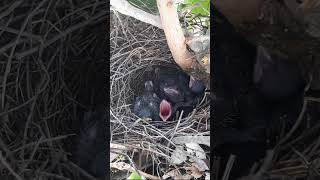 Common myna Baby Birds Scream for food bird baby birds [upl. by Eilatam]