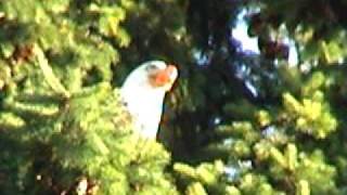 Bald Eagle Take Out RedTailed Hawk [upl. by Linnie]