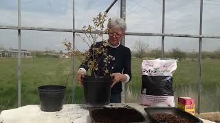 Potting up a blueberry bush [upl. by Auhsot]