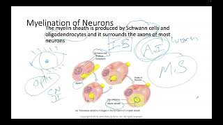 Neurology Neuroglial cells White matter and Grey Matter [upl. by Naehs]