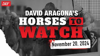 Horses to Watch  November 20 2024 [upl. by Harrison223]