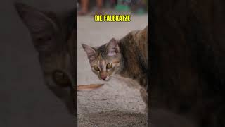 DESHALB laufen Katzen so grazil [upl. by Shel786]