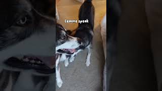 My husky interrupts his brother and throws a tantrum HE SPEAKS dogshorts huskies dogs husky [upl. by Julina]