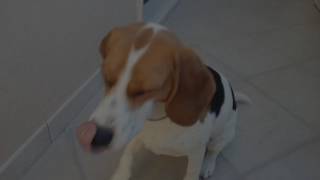 Divertente Ecco perché bisogna avere un Beagle Episodio 2 [upl. by Fraze]