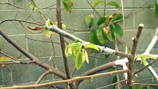 How To Graft Annonas Cherimoya Grafting [upl. by Syxela]