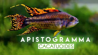 Apistogramma cacatouides Double Red  quotWild Typequot  Cacadu Cichlid  South America Dwarf Cichlid [upl. by Gannes338]