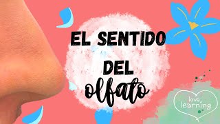 El olfato para niños  Los sentidos para niños [upl. by Parhe]