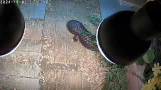 male shingleback skink [upl. by Ireland]