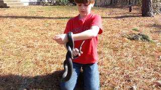 How to Catch a Black Racer NonVenomous Snake [upl. by Osmond]