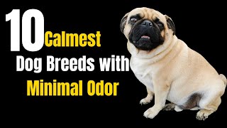 Top 10 Calmest Dog Breeds with Minimal Odor [upl. by Gnut]