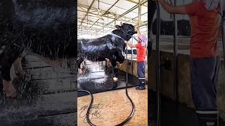 Holstein Friesian bull getting showered at Brownies Ranch [upl. by Llenra]