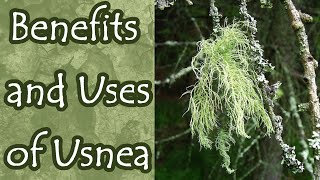 Benefits and Uses of Usnea Old Mans Beard [upl. by Laertnom]